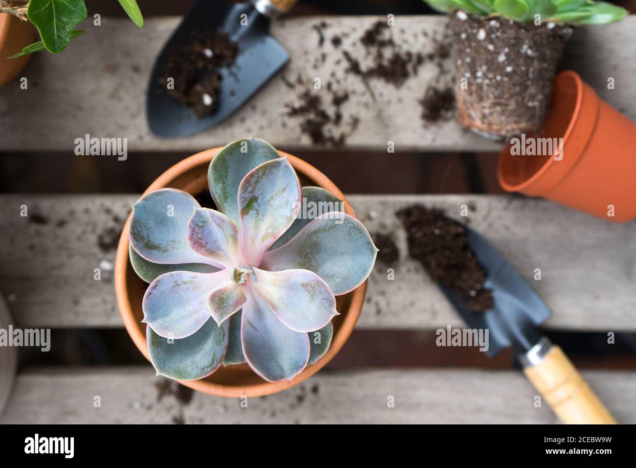 Pentola succulente blu dall'alto Foto Stock