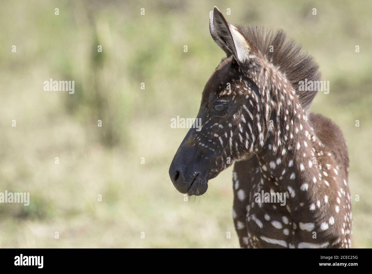 Tira raro avvistare Zebra bambino scuro e macchiato a. Riserva nazionale Masai Mara Foto Stock