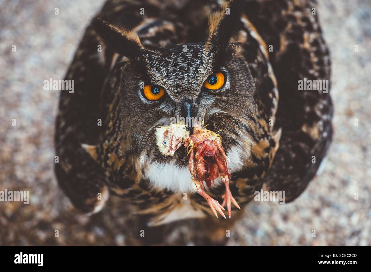 Gufo seduto con il mouse ucciso Foto Stock