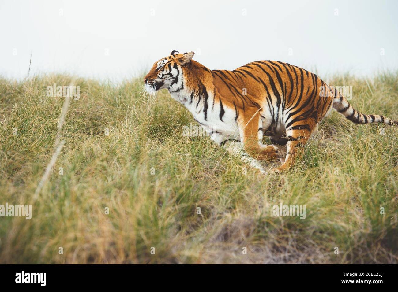 Tigre in erba verde Foto Stock