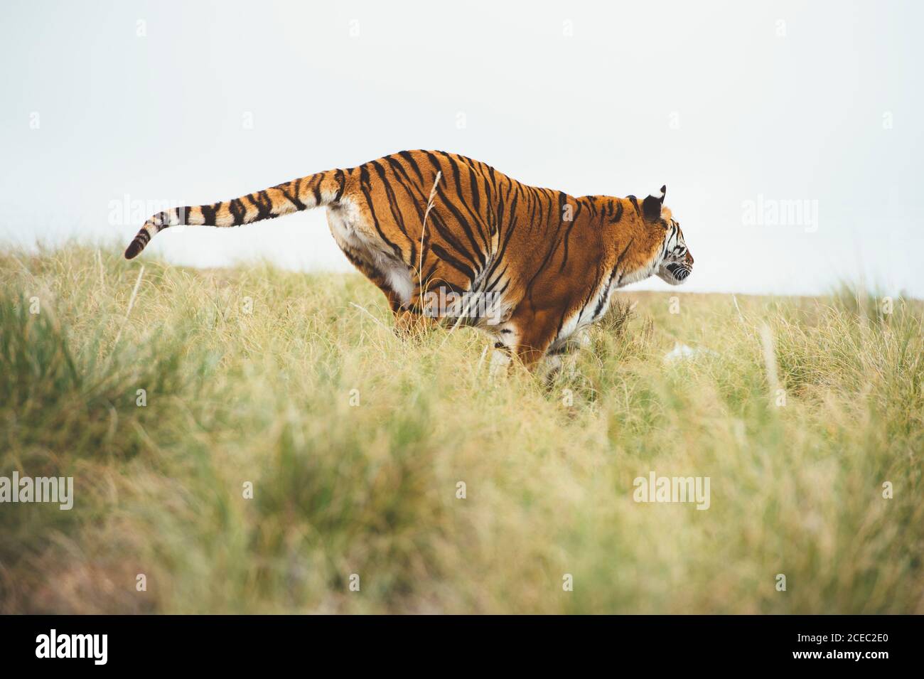 Tigre in erba verde Foto Stock