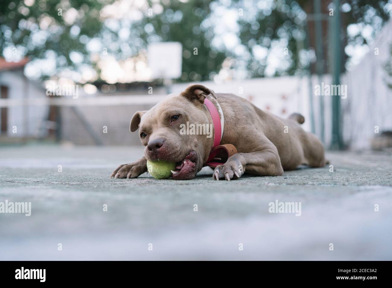 Pitbull marrone in colletto rosa sdraiato e gnawing piccolo giallo palla da tennis in cortile Foto Stock