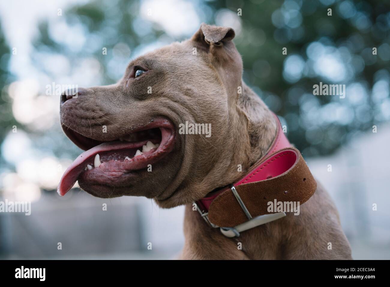 Vista laterale della testa di pitbull marrone con colletto in pelle rosa con la linguetta che si stacca sullo sfondo del parco sfocato Foto Stock