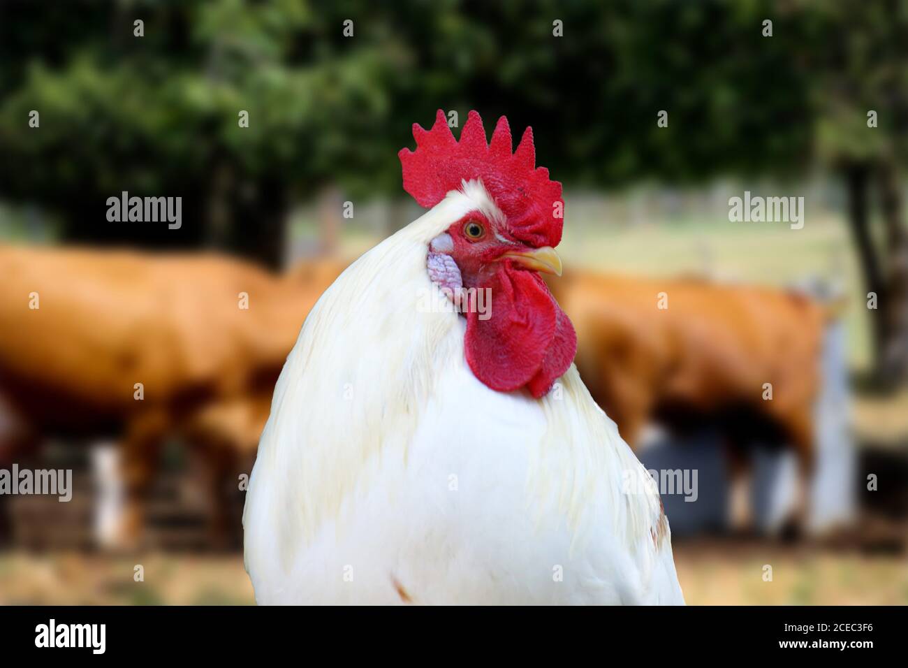 Primo piano di un bellissimo gallo bianco Foto Stock