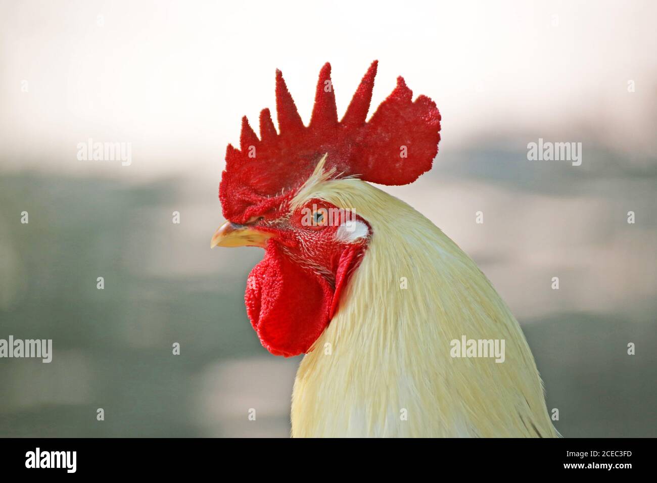 Primo piano di un bellissimo gallo bianco Foto Stock