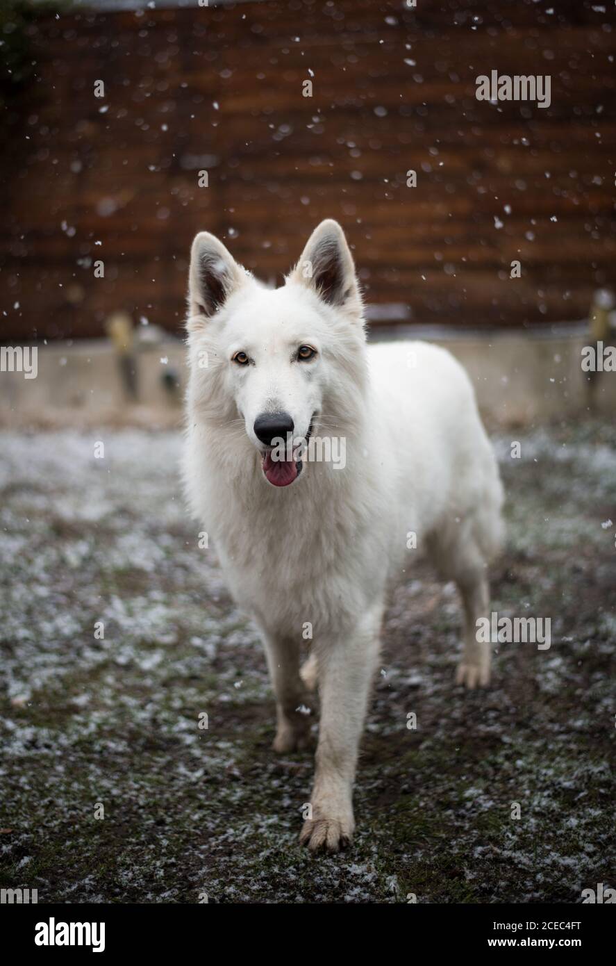 Bellissimo cane White Shepherd in piedi sul cortile di campagna durante meraviglioso nevicata Foto Stock