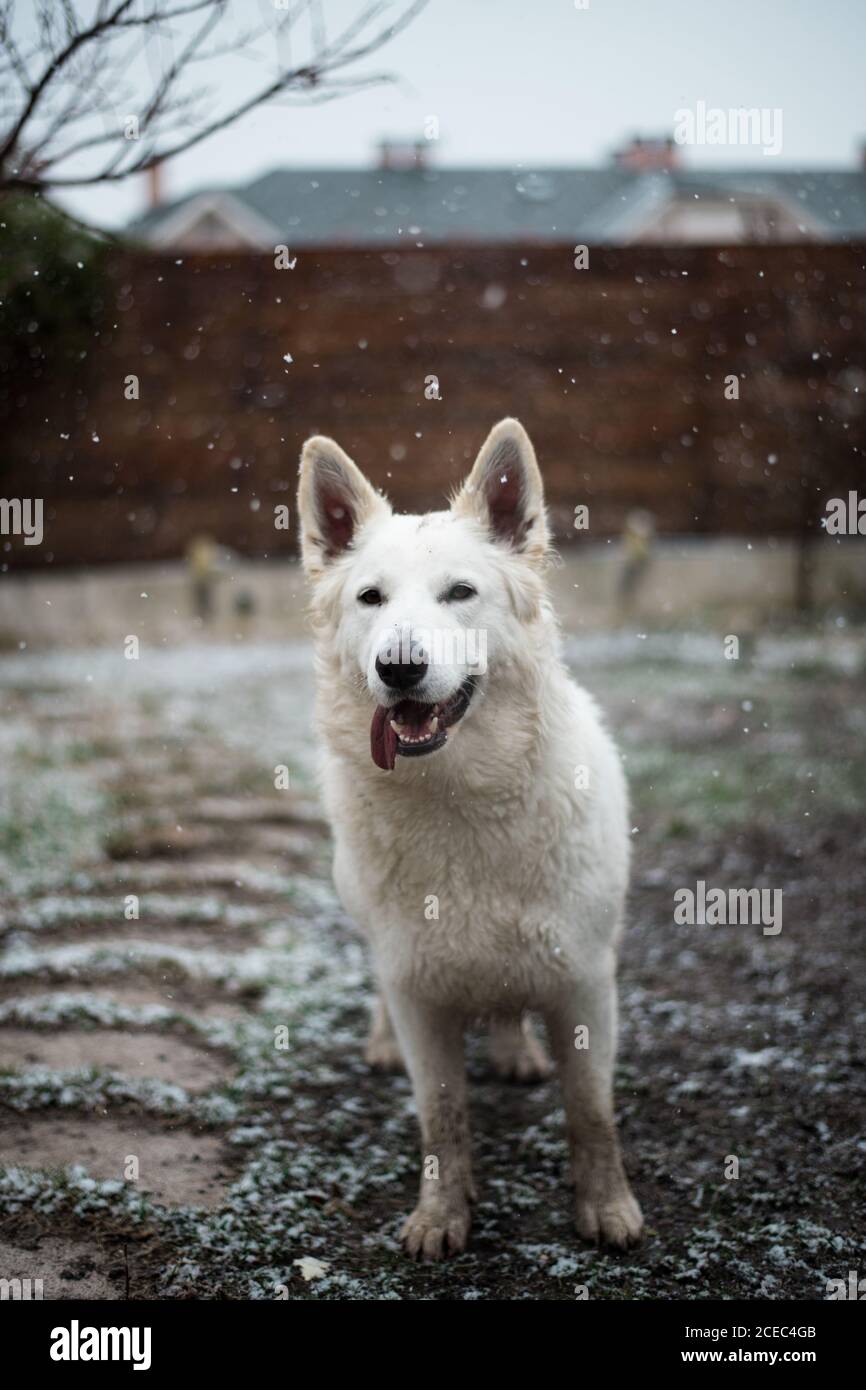 Bellissimo cane White Shepherd in piedi sul cortile di campagna durante meraviglioso nevicata Foto Stock