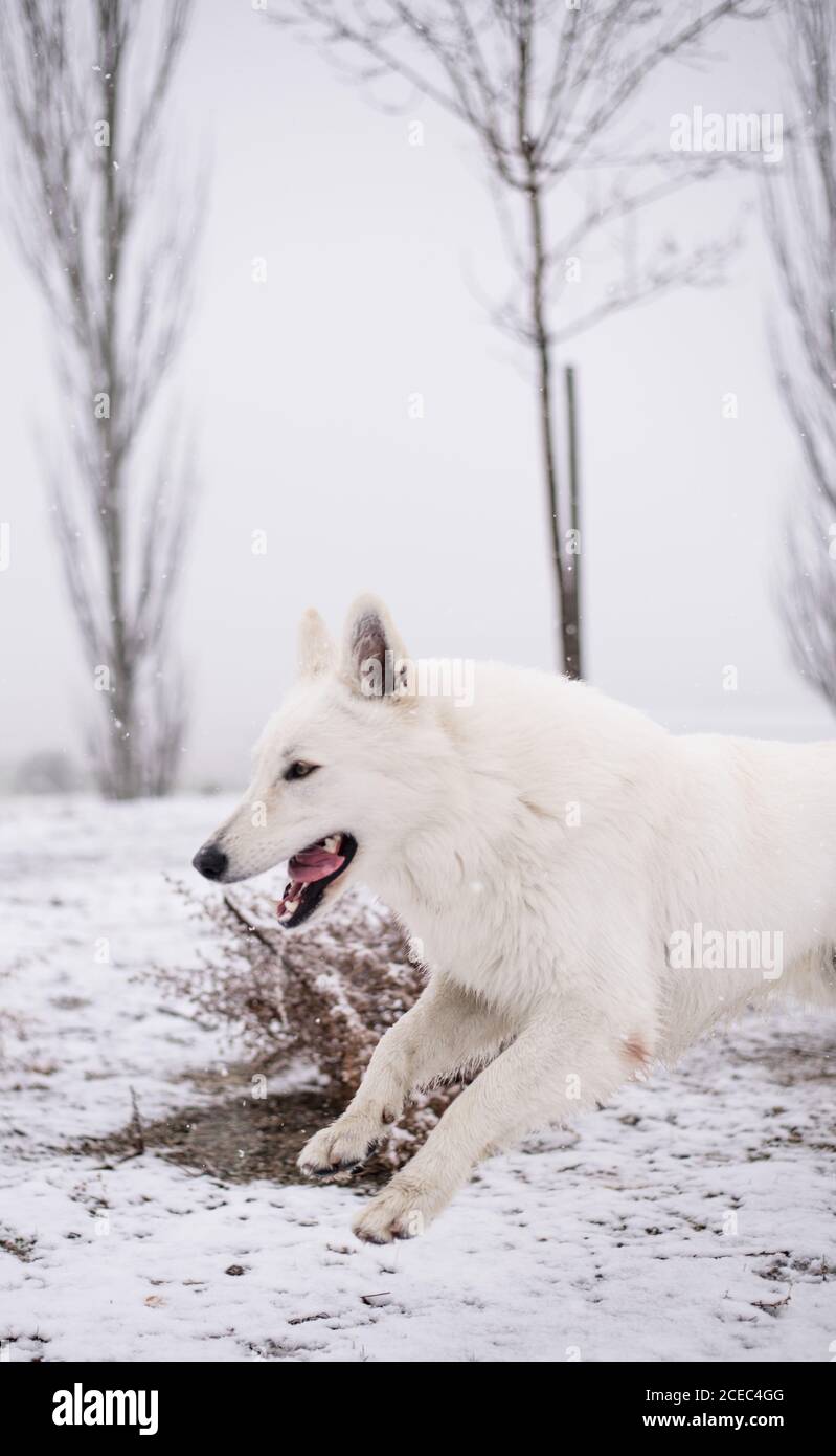 Bellissimo cane White Shepherd in piedi sul cortile di campagna durante meraviglioso nevicata Foto Stock