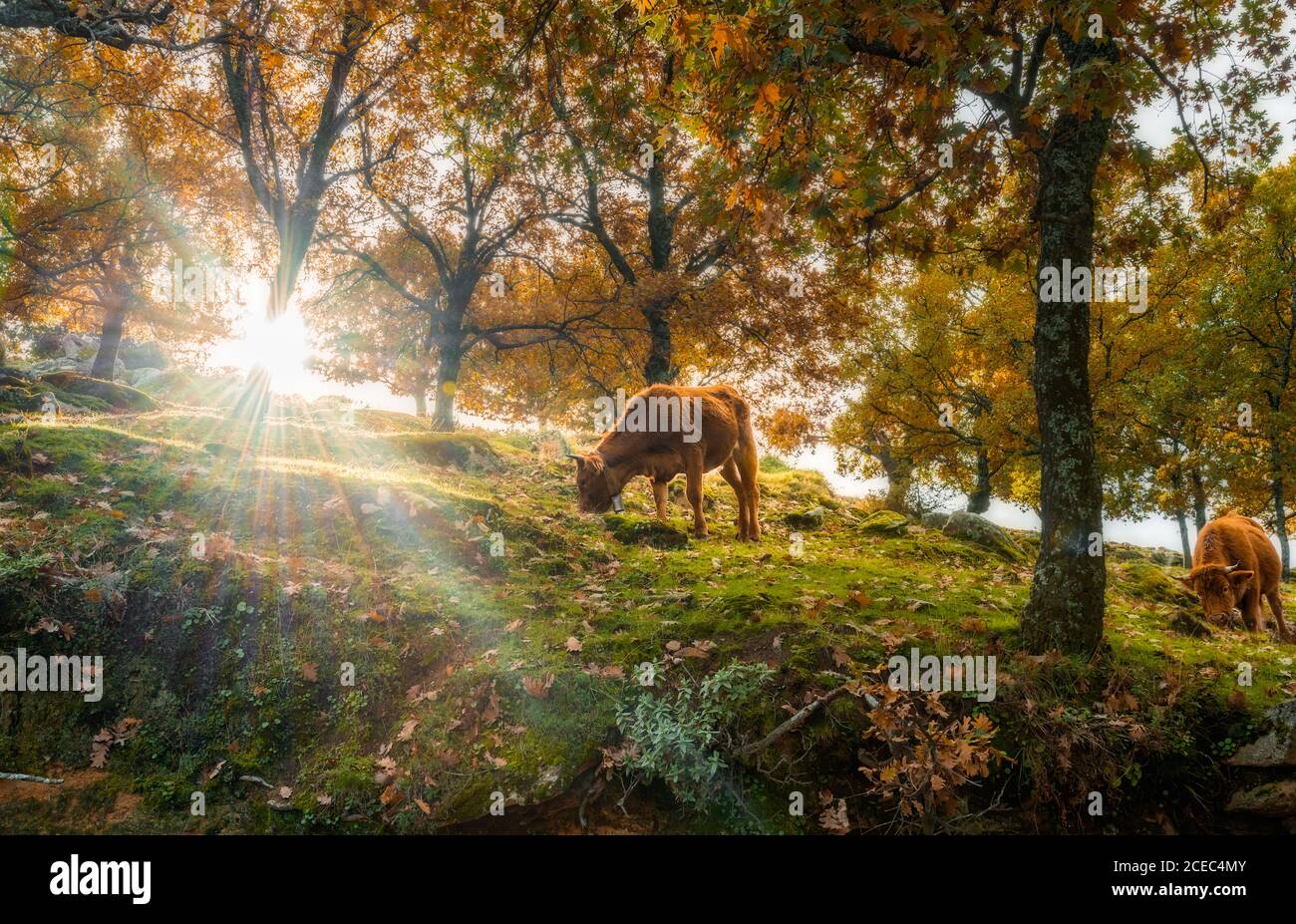 Due mucche brune mangiare erba mentre si trova sul pendio vicino a meravigliosi alberi autunnali in giornata di sole in Estremadura, Spagna Foto Stock