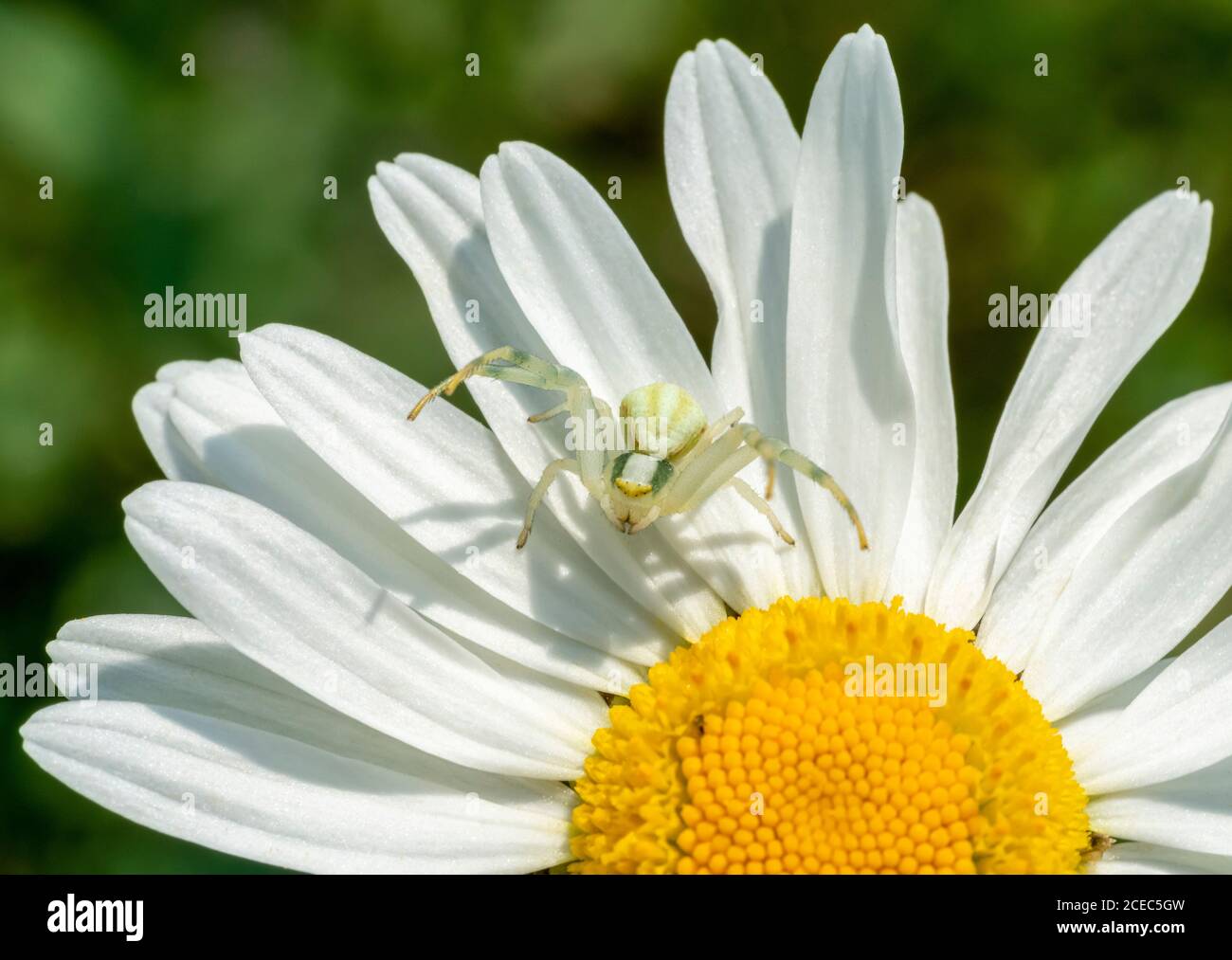 ragno granchio sulla testa dei fiori in un'atmosfera soleggiata Foto Stock