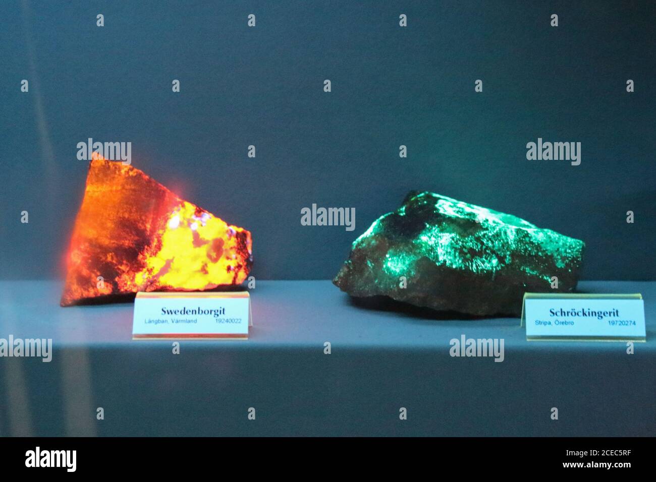 Stoccolma, Svezia - Marzo 19 2019: La vista di Swedenborgite e Schrockingerite minerale sotto la luce fluorescente nel Museo reale svedese di natura Foto Stock
