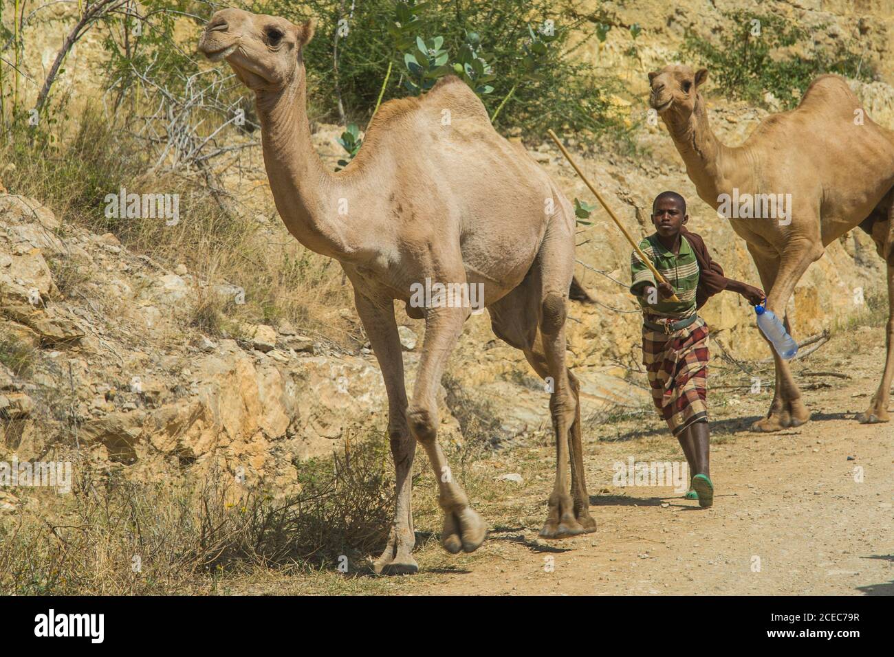 Pastore che allontana gregge di cammelli Foto Stock