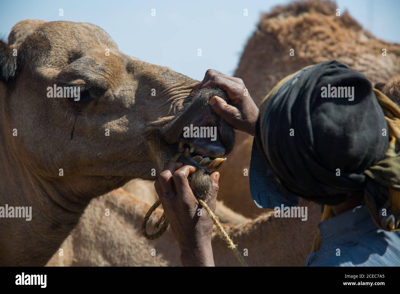 Vista di ritaglio di persona senza volto che allontana gregge di cammelli da strada con auto a cavallo Foto Stock