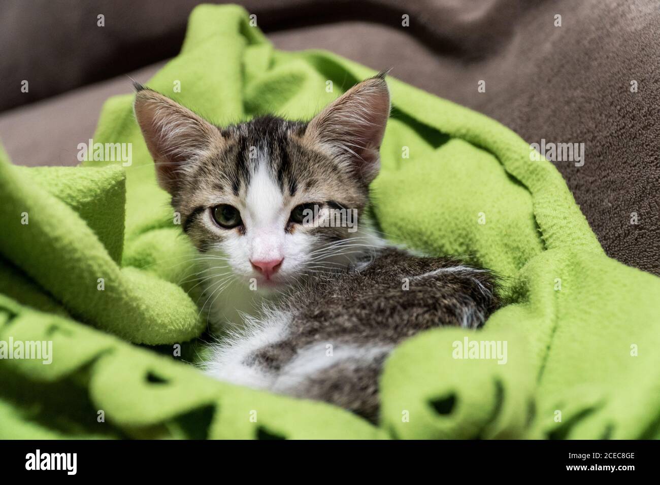 Cucciolo bianco su una coperta verde Foto Stock