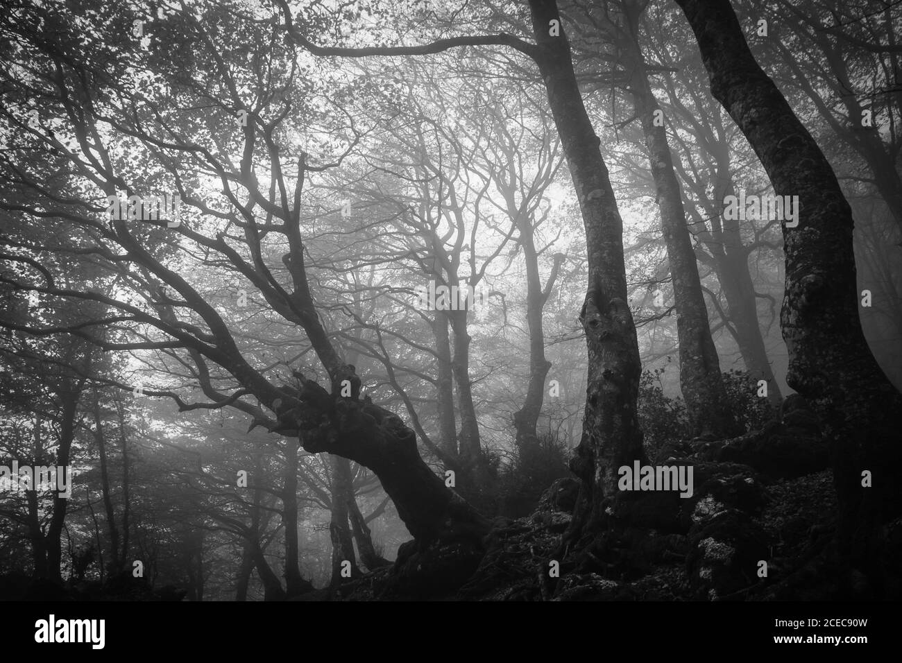 Vista oscura della foresta autunnale con nebbia nel parco del Monte Cucco, Umbria, Italia Foto Stock