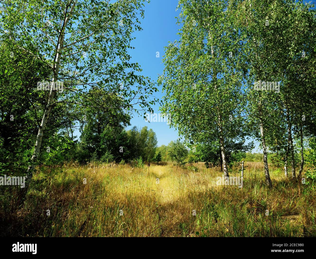 Estate natura all'aperto in Europa, erba, alberi e cielo blu. Foto Stock