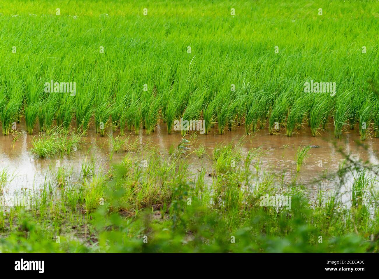 Risaie o campi di riso a Mulshi , sparati durante il monsone 2020 , Pune, Maharashtra Foto Stock