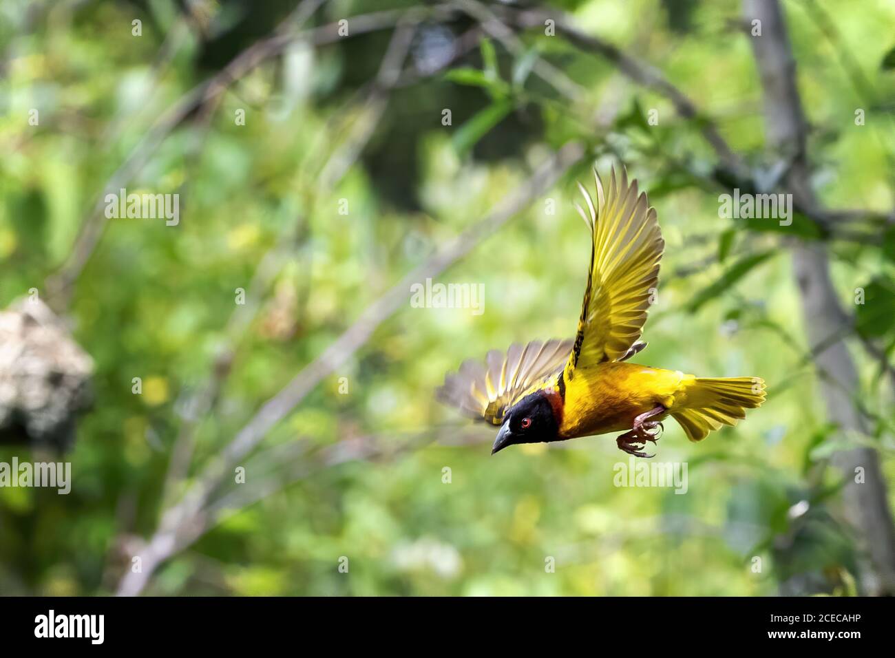 Uccello tessitore a testa nera maschio, ploceus melanocephalus, in volo. Il nido intessuto può essere visto appeso all'albero sullo sfondo. Foto Stock