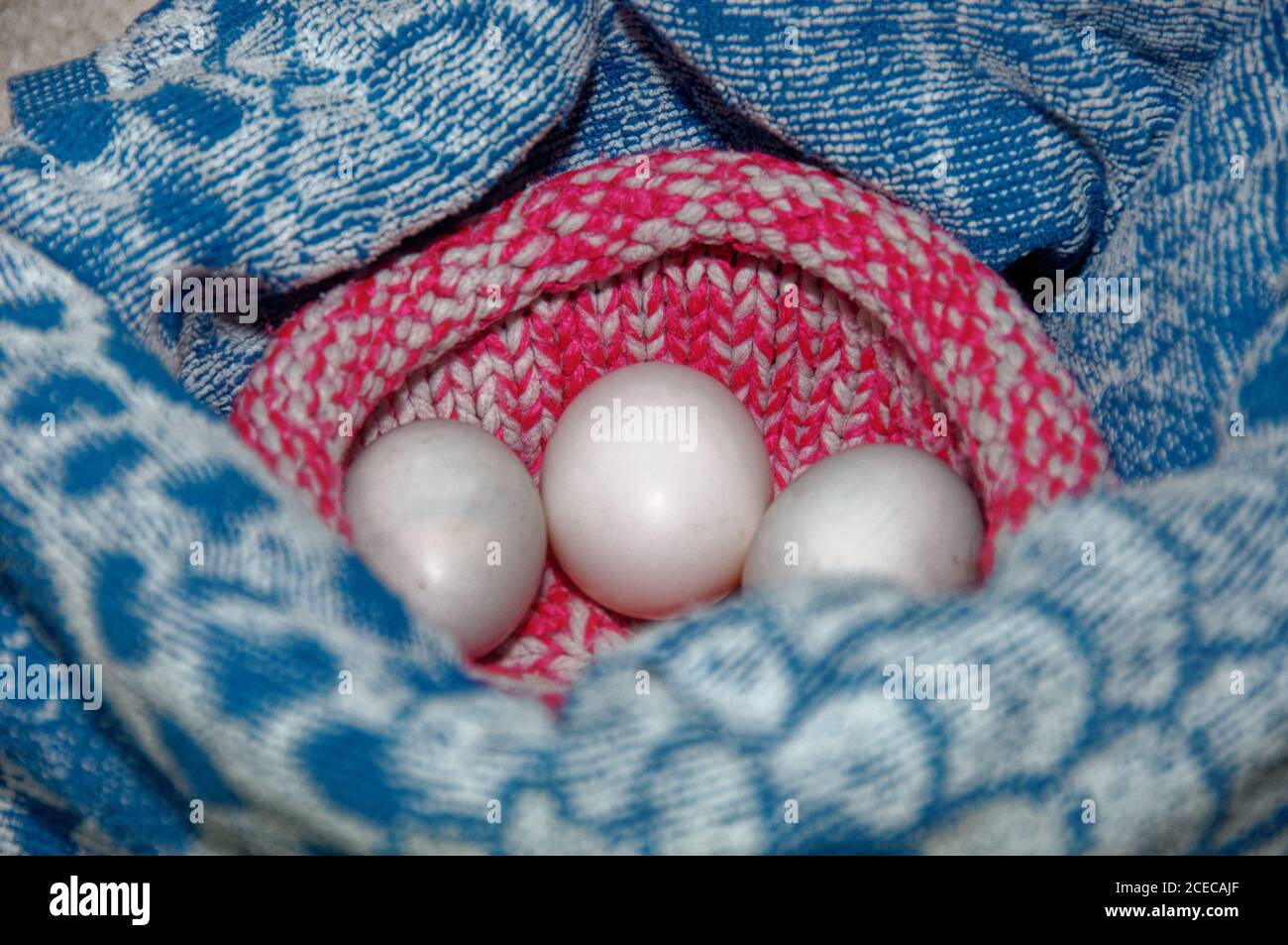 Uova di piccione di Feral (Columba livia domestica) che sono state covate in incubatore al centro di salvataggio della fauna selvatica. Foto Stock