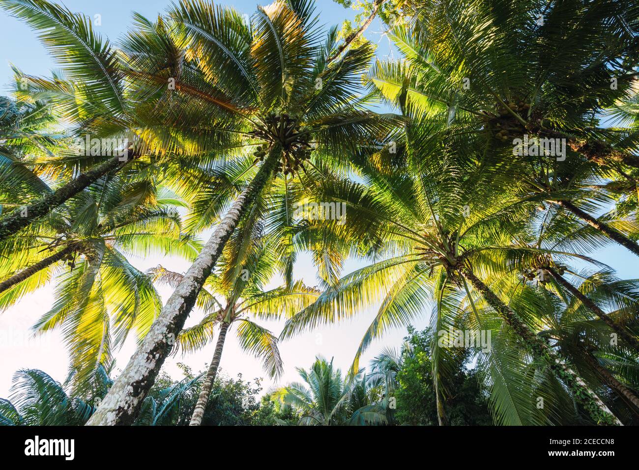 Da sotto colpo di palme verdi contro il cielo blu in luce del sole, Panama Foto Stock