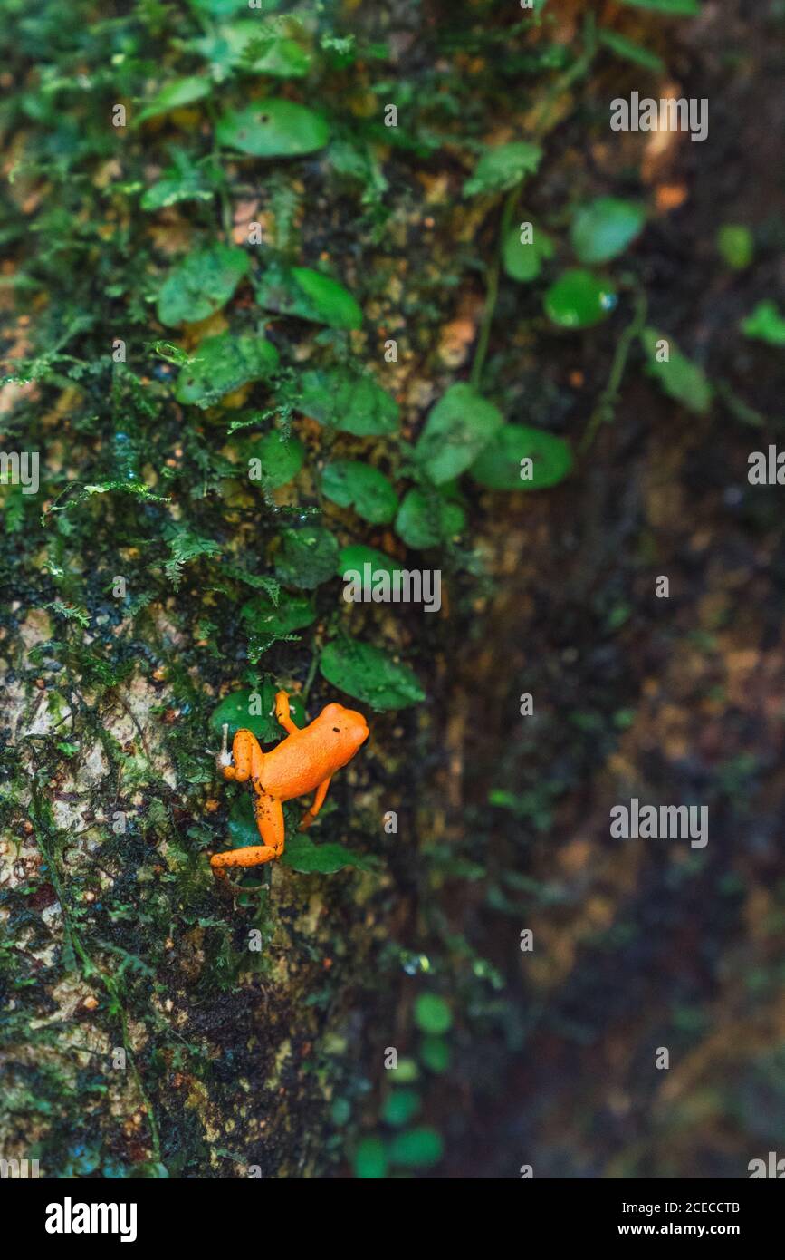 Primo piano di una piccola rana esotica arancione sulla roccia umida sopravuta, Panama Foto Stock