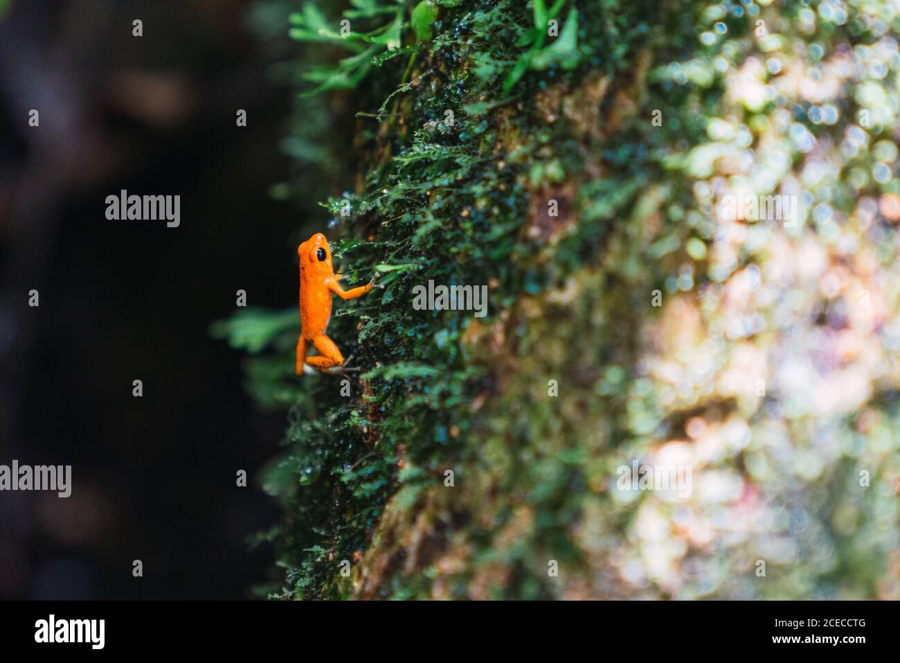 Primo piano di una piccola rana esotica arancione sulla roccia umida sopravuta, Panama Foto Stock