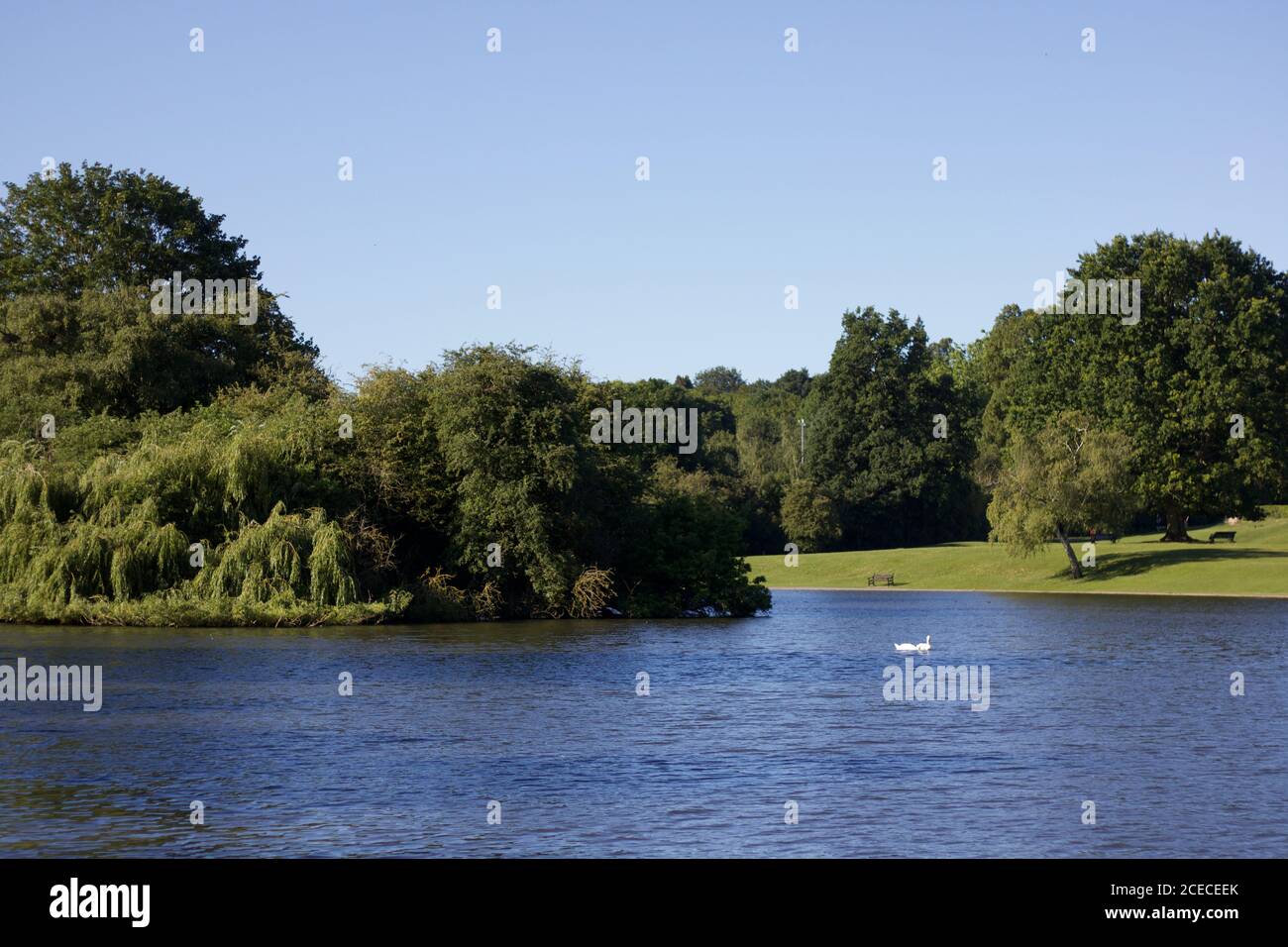 Bellissimo lago tranquillo in estate con cigni e verde lussureggiante alberi Foto Stock