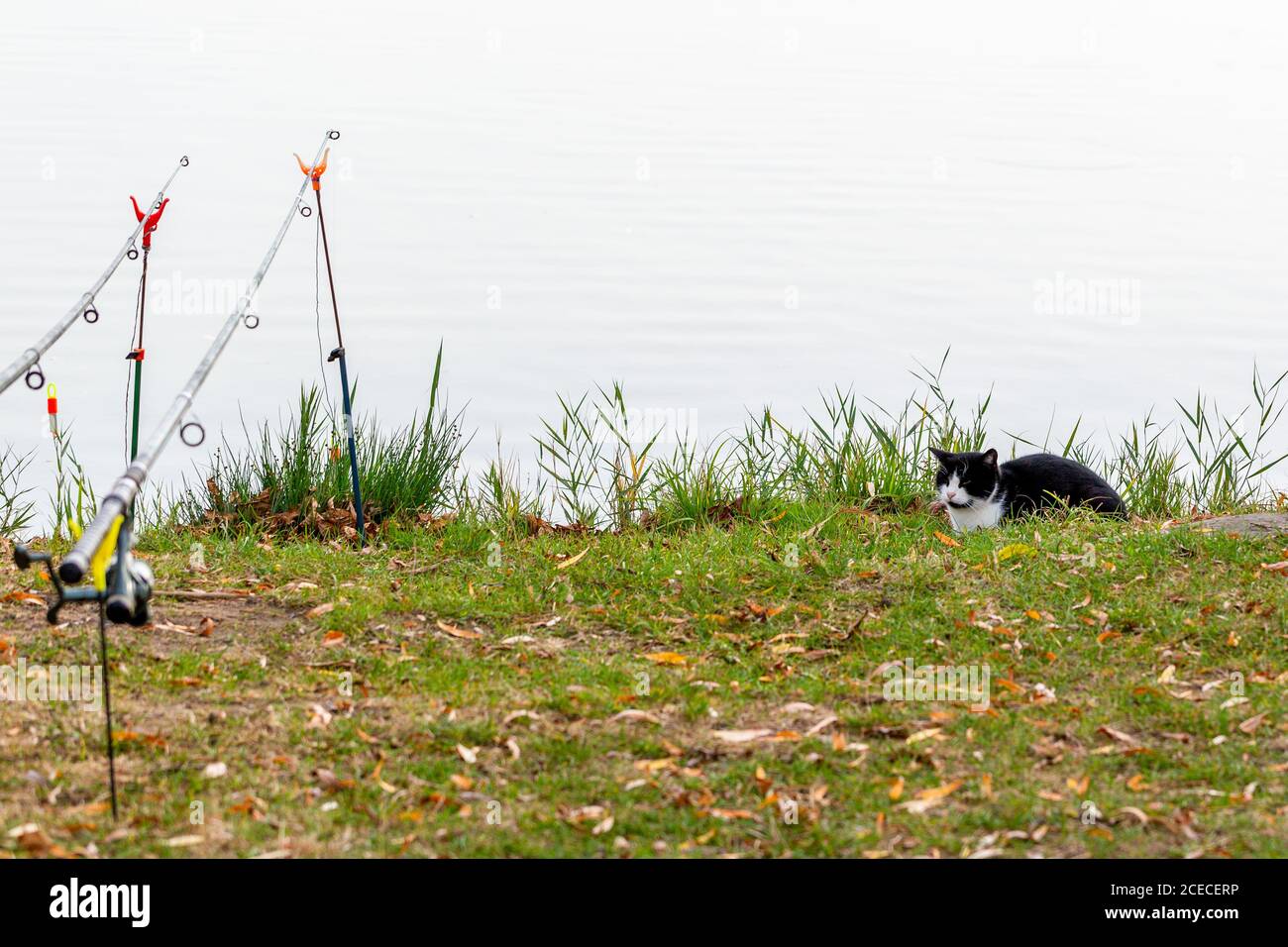 Divertente gatto bianco e nero si siede sulla riva dello stagno vicino canna da pesca. Gatto in attesa di catture di pesce. Il gatto in fuoco Foto Stock