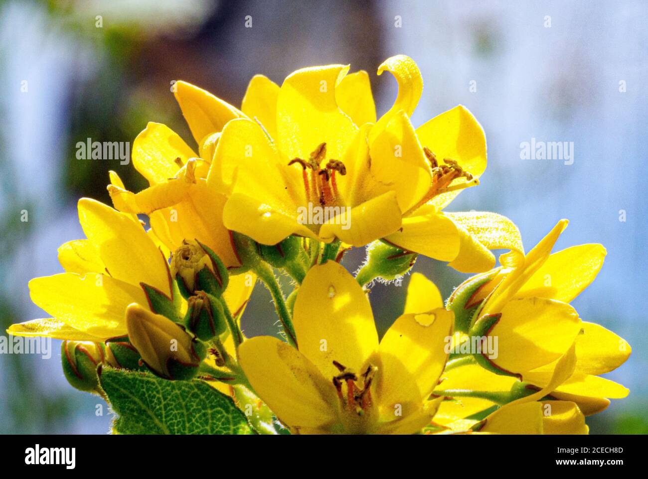 27 luglio 2020, Brandeburgo, Kartzow: La loosewlife comune cresce nella riserva naturale Ferbitzer Bruch, nel Döberitzer Heide vicino al villaggio di Kartzow. La pianta erbacea è una delle poche specie dell'Europa centrale che attrae insetti con olio invece di nettare. Il villaggio di Ferbitz era vicino alla riserva, ma fu abbandonato quando l'area di addestramento militare fu ampliata nel 1936. Anche prima che i militari lasciassero la zona, nel 1990 il Förderverein Döberitzer Heide e.V. ottenne la protezione ufficiale della zona come riserva naturale, che divenne poi ufficiale nel 1996. Foto: Soeren St Foto Stock