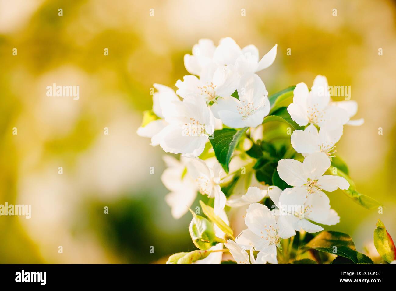 Fiori dell'albero di mele da vicino, luce solare primaverile Foto Stock