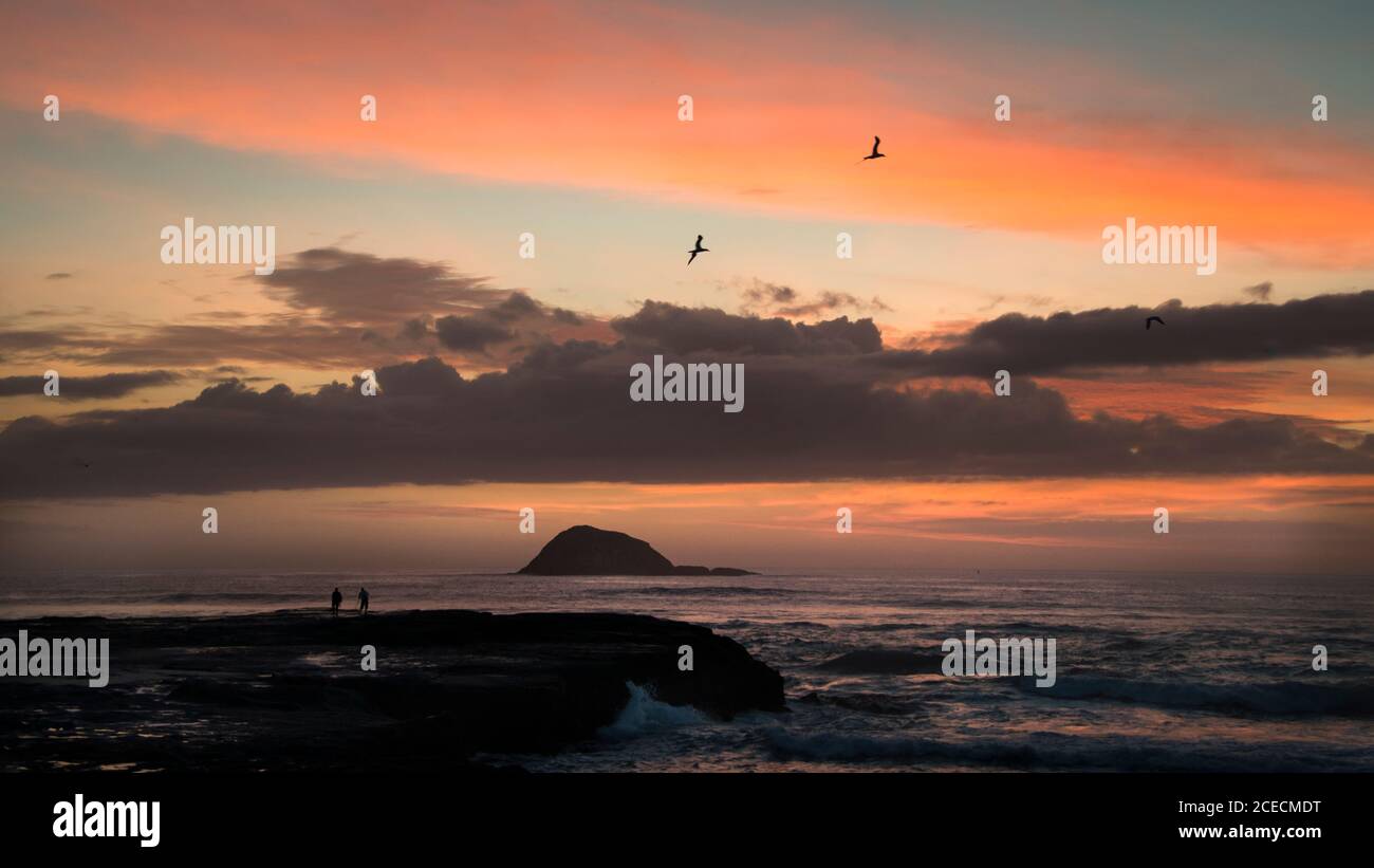 Splendido tramonto sulla spiaggia di Muriwai con gente che pesca e gannet volare in alto Foto Stock