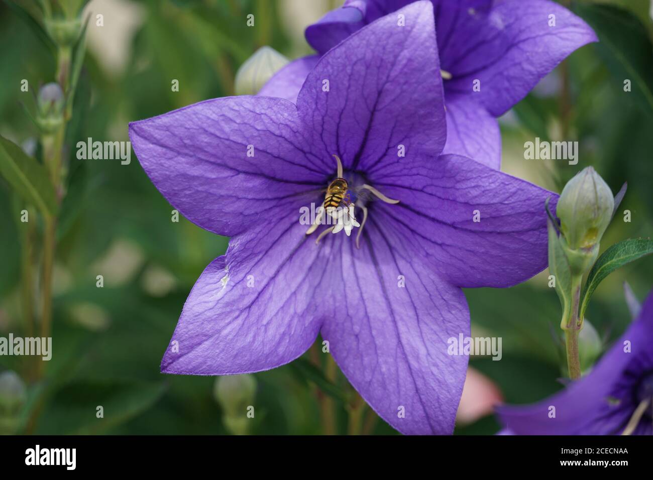 Bella Linum narbonense L., Flax, fiore in fiore primo piano colpo con un ape che lo impollinano. Foto Stock