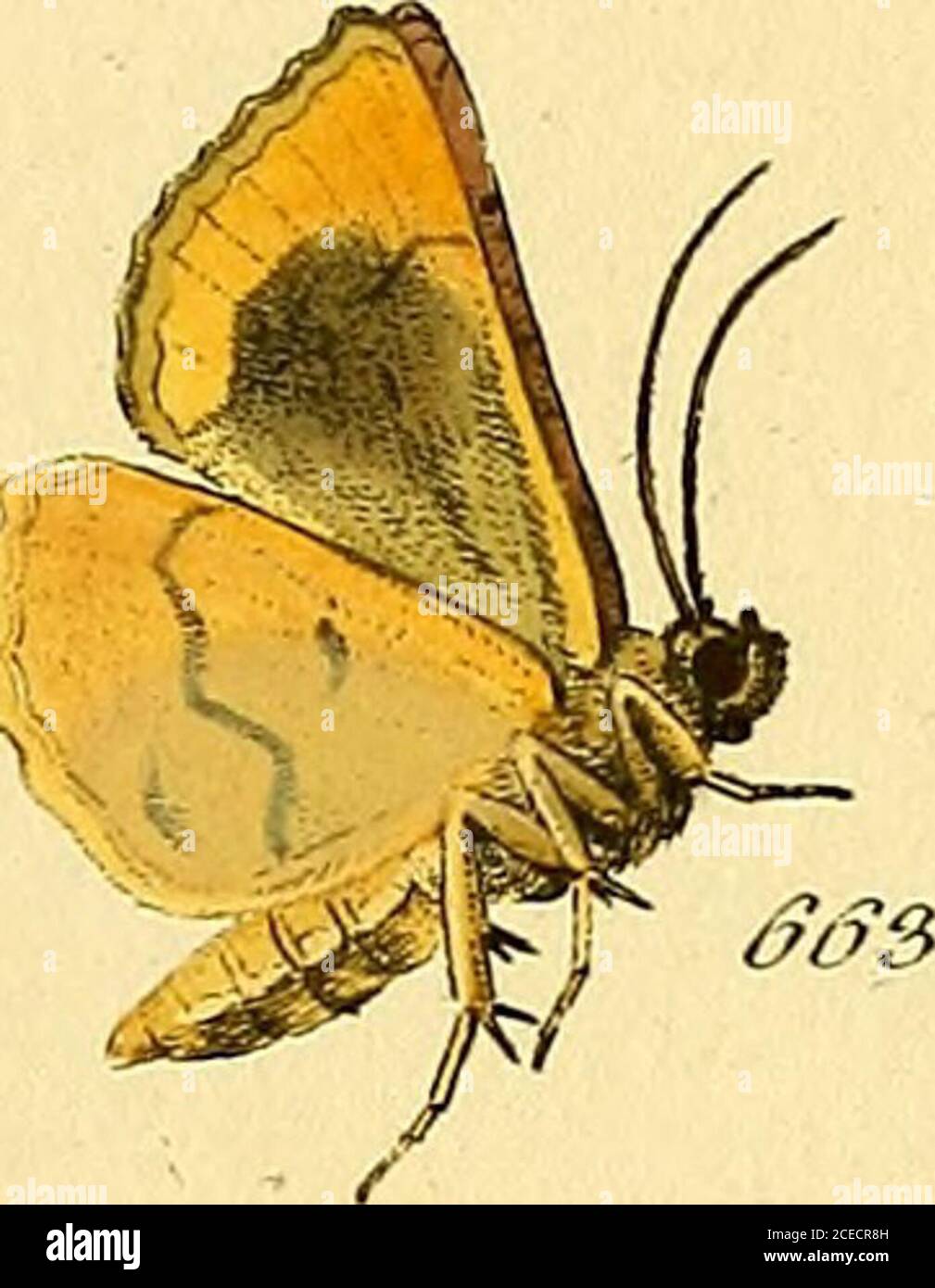 . Sammlung europscher Schmetterlinge, errichtet von Jacob Hner in Augusta. 6Sj. f5/. ßS:S. •S^^omjffa. J^^. FS^ - ffSj. <-- ^rij:M^ 2^e/Ji^0/7€^^cz-, JT^. K y4^cA6a^^, III Qje.mz^e^o/7te^^a-e^, -A.. &a-.. Foto Stock