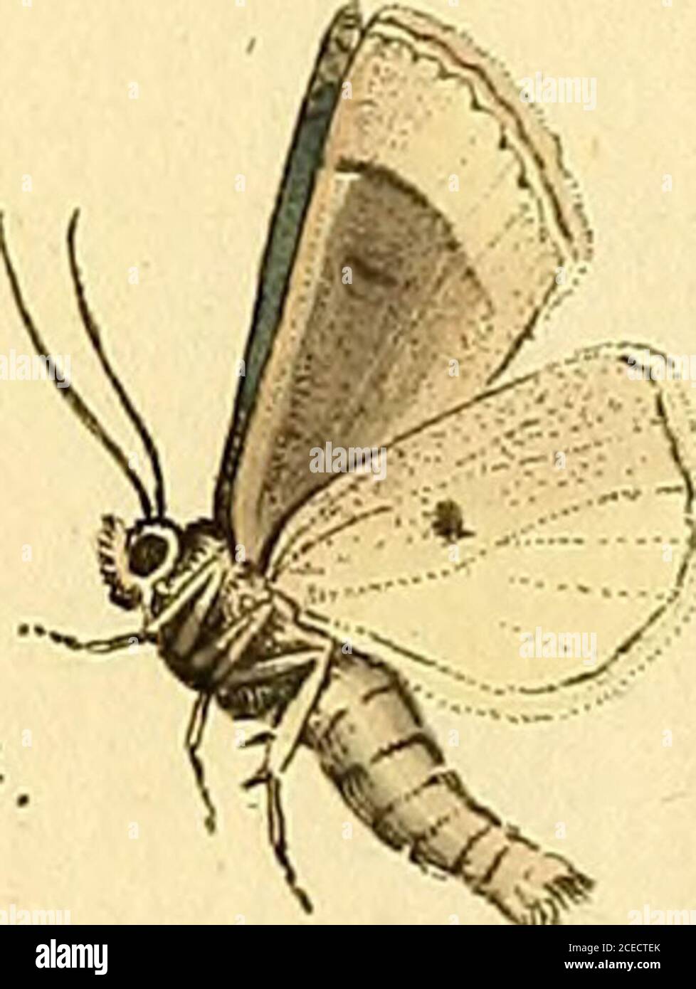 . Sammlung europscher Schmetterlinge, errichtet von Jacob Hner in Augusta. S4j. ö45. f5^. &-0. Foto Stock