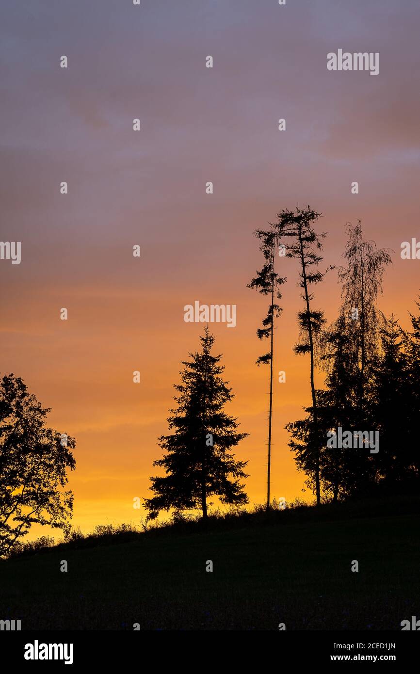 silhouette dell'albero in germania al tramonto Foto Stock