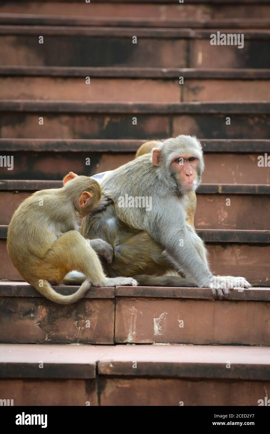 Scimmie controllare per le pulci e la moglie nel parco Foto Stock