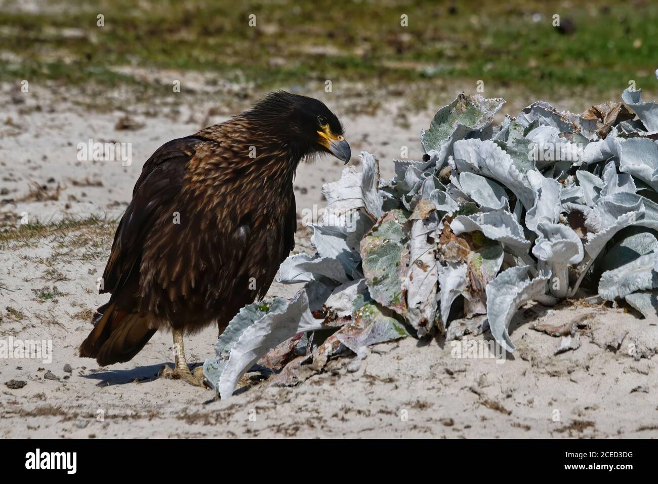 Caracara striata (Phalcoboenus australis) sulla spiaggia, grave Cove, West Falkland Island, Falkland Islands, British Overseas Territory Foto Stock
