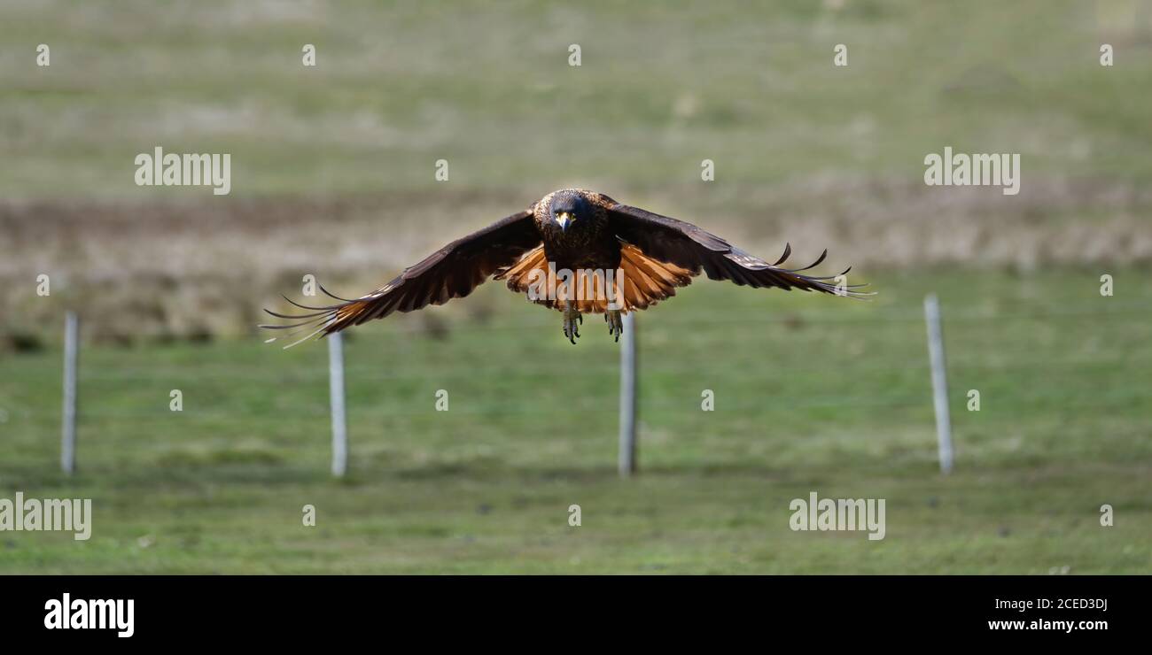 Flying Striated Caracara (Phalcoboenus australis), grave Cove, West Falkland Island, Falkland Islands, British Overseas Territory Foto Stock