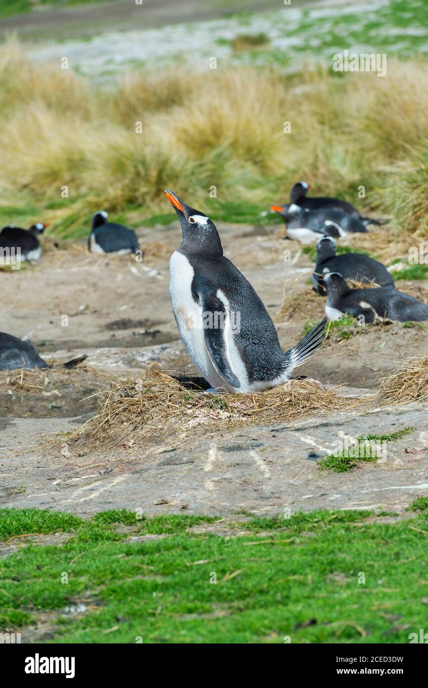 Nidificazione dei pinguini Gentoo (Pigoscelis papua), grave Cove, West Falkland Island, Falkland Islands, British Overseas Territory Foto Stock