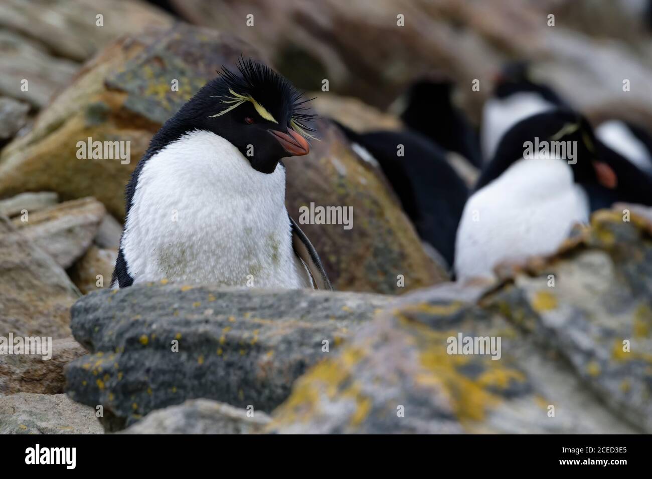Pinguino delle Montagne Rocciose meridionali (Eudyptes crisocome), Nuova Isola, Isole Falkland, territorio britannico d'oltremare Foto Stock