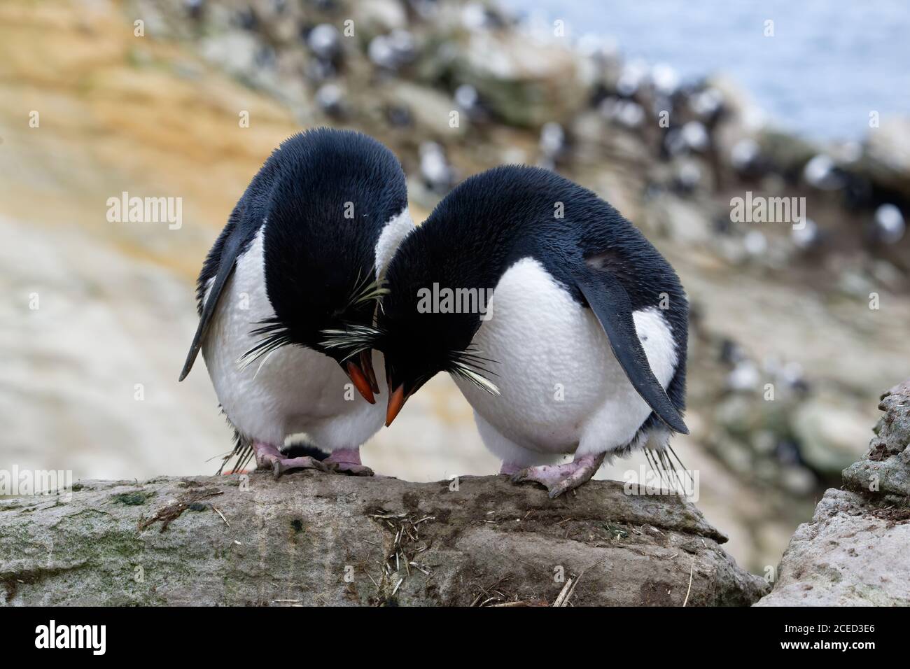 Coppia di pinguini delle Montagne Rocciose meridionali (Eudyptes crisocome), New Island, Falkland Islands, British Overseas Territory Foto Stock