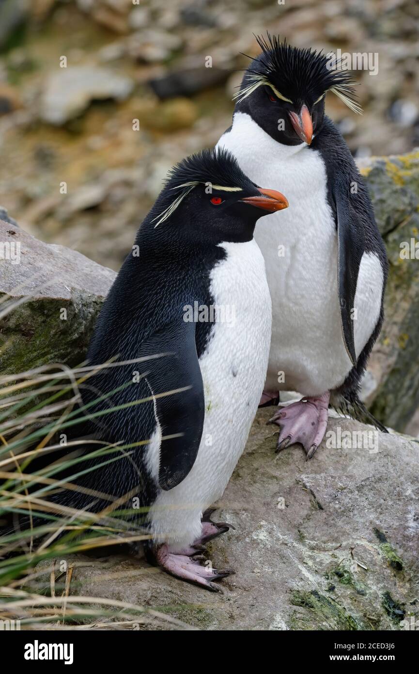 Coppia di pinguini delle Montagne Rocciose meridionali (Eudyptes crisocome), New Island, Falkland Islands, British Overseas Territory Foto Stock