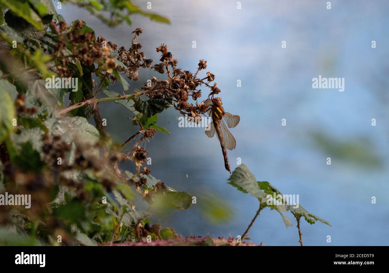 Dragon Fly riposante su brambles che sovrasta la riva del fiume Foto Stock