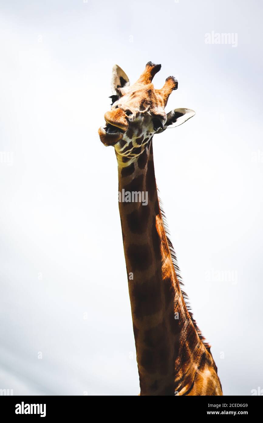Verticale Giraffe ritratto lingua fuori divertente espressione contro il cielo - faccia e collo fauna selvatica primo piano cute in alto distanza Foto Stock
