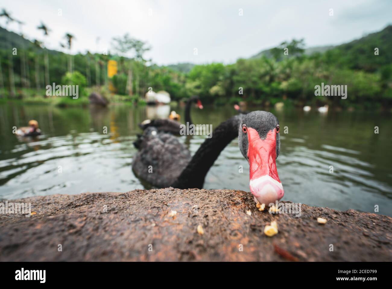 Primo piano di bel cigno nero con trattamento del becco rosso Dalla pietra mentre galleggia sul lago nella foresta pluviale tropicale di Yanoda Foto Stock