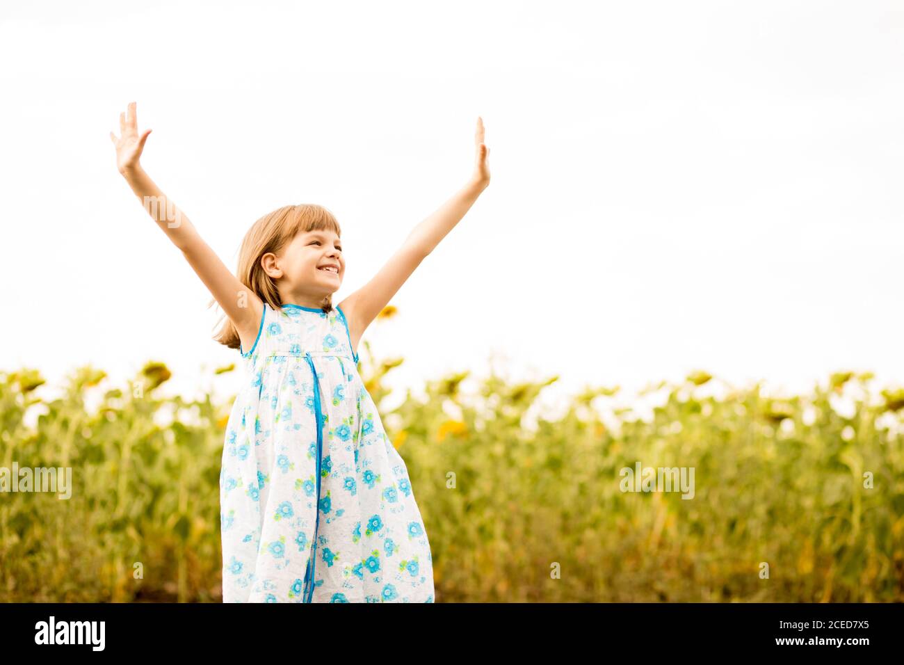 Felice bambina ragazza ammirare la natura con le mani in girasoli campo Foto Stock