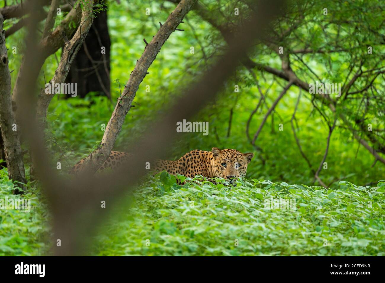 leopardo maschile selvaggio o pantera che cammina su sfondo verde naturale in monsone stagione safari al leopardo jhalana o riserva forestale jaipur rajasthan india Foto Stock