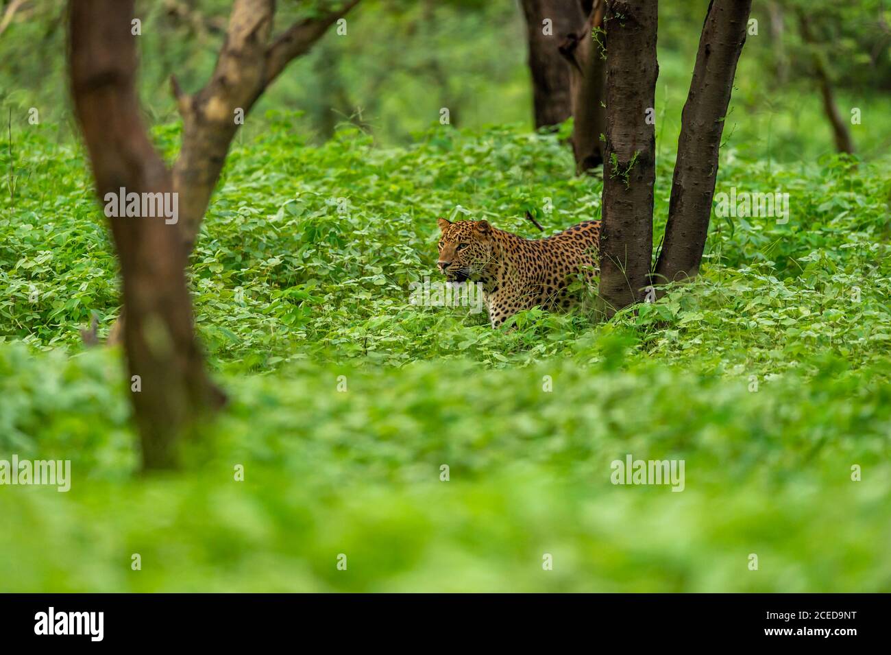 leopardo maschile selvaggio o pantera che cammina su sfondo verde naturale in monsone stagione safari al leopardo jhalana o riserva forestale jaipur rajasthan india Foto Stock