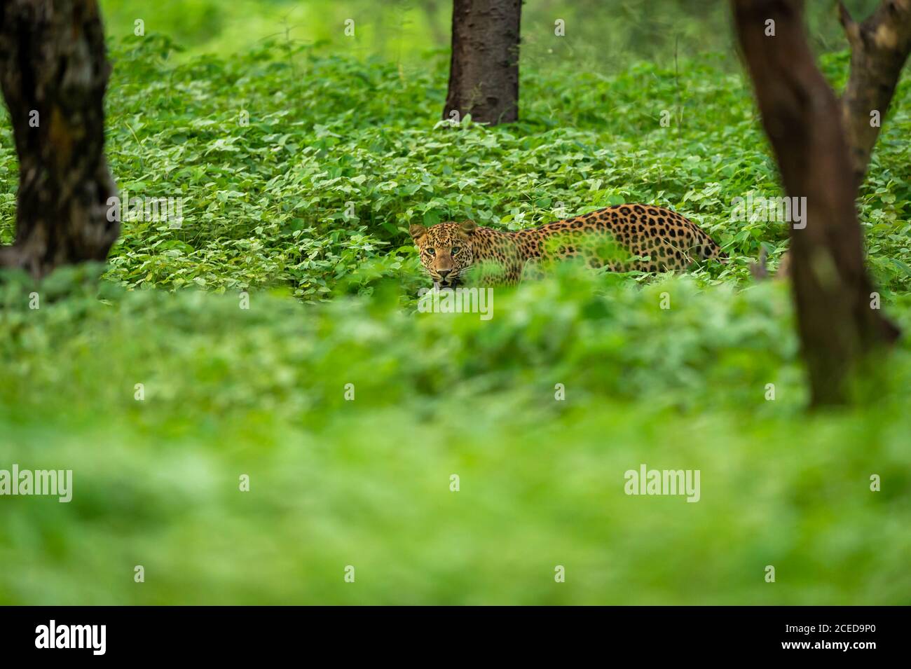 leopardo maschile selvaggio o pantera che cammina su sfondo verde naturale in monsone stagione safari al leopardo jhalana o riserva forestale jaipur rajasthan india Foto Stock