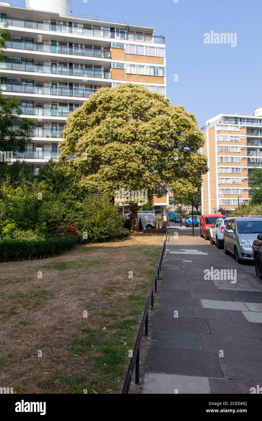 Chinese Tree Privet in fiore sulla pionieristica architettura di metà del ventesimo secolo di Churchill Gardens Estate, Pimlico, Londra SW1 Foto Stock